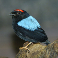 Blue-backed Manakin